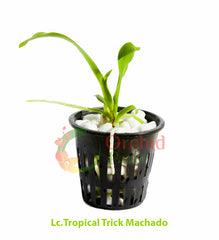 Lc.Tropical Trick Machado