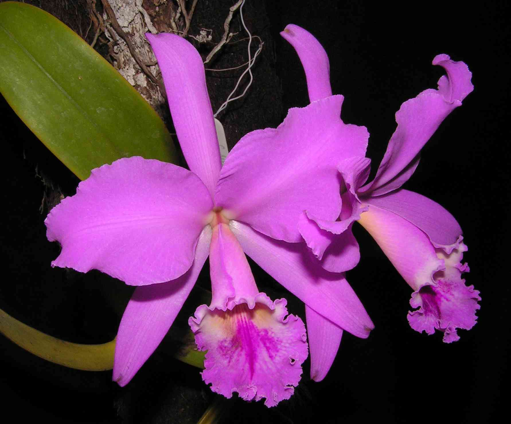 Cattleya Lucky Sagami (labiata × Stephen Oliver Fouraker) Main image