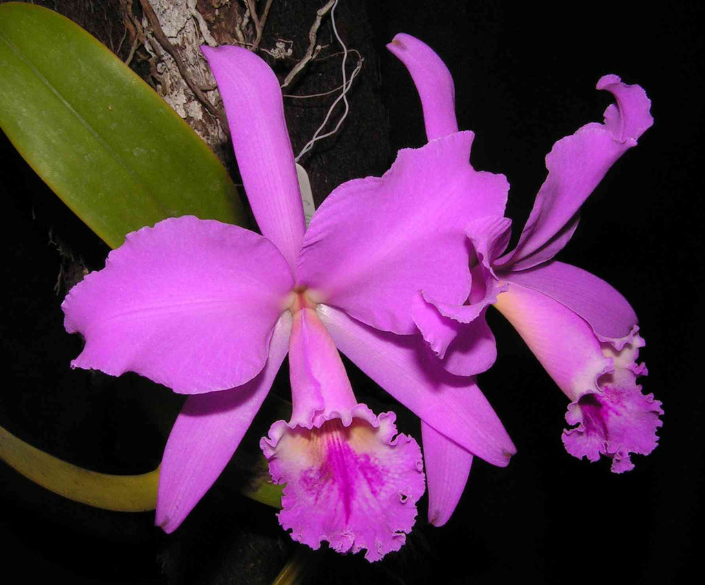 Cattleya Lucky Sagami (labiata × Stephen Oliver Fouraker)