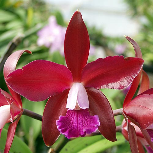 Lc. Summerland Girl 'Orchidglade'