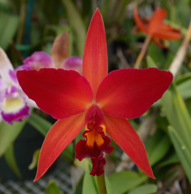 Pot. Hawaiian Prominence 'America' x Lc. Spring Fires 'Lenette'
