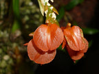 Liparis Compressa