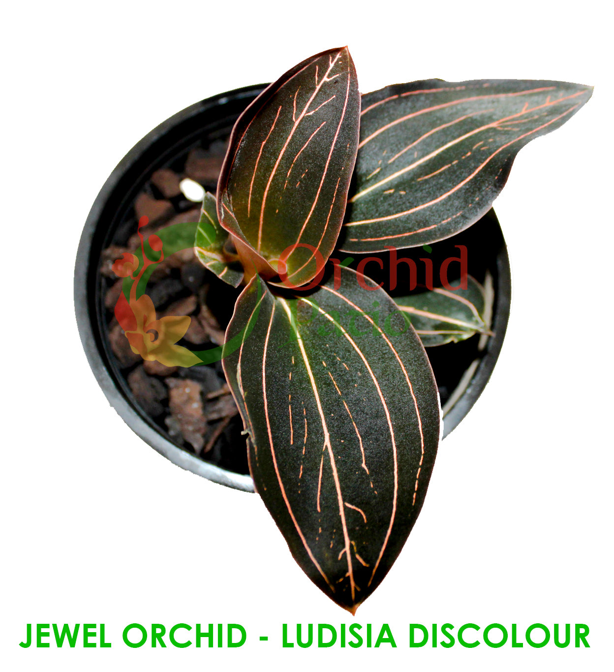 Jewel Orchid (Ludisia Discolour)