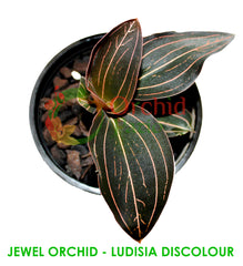 Jewel Orchid (Ludisia Discolour)