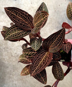 Ludochilus Dominyi x Anoectochilus roxburghii (FLASK/TISSUE CULTURE)