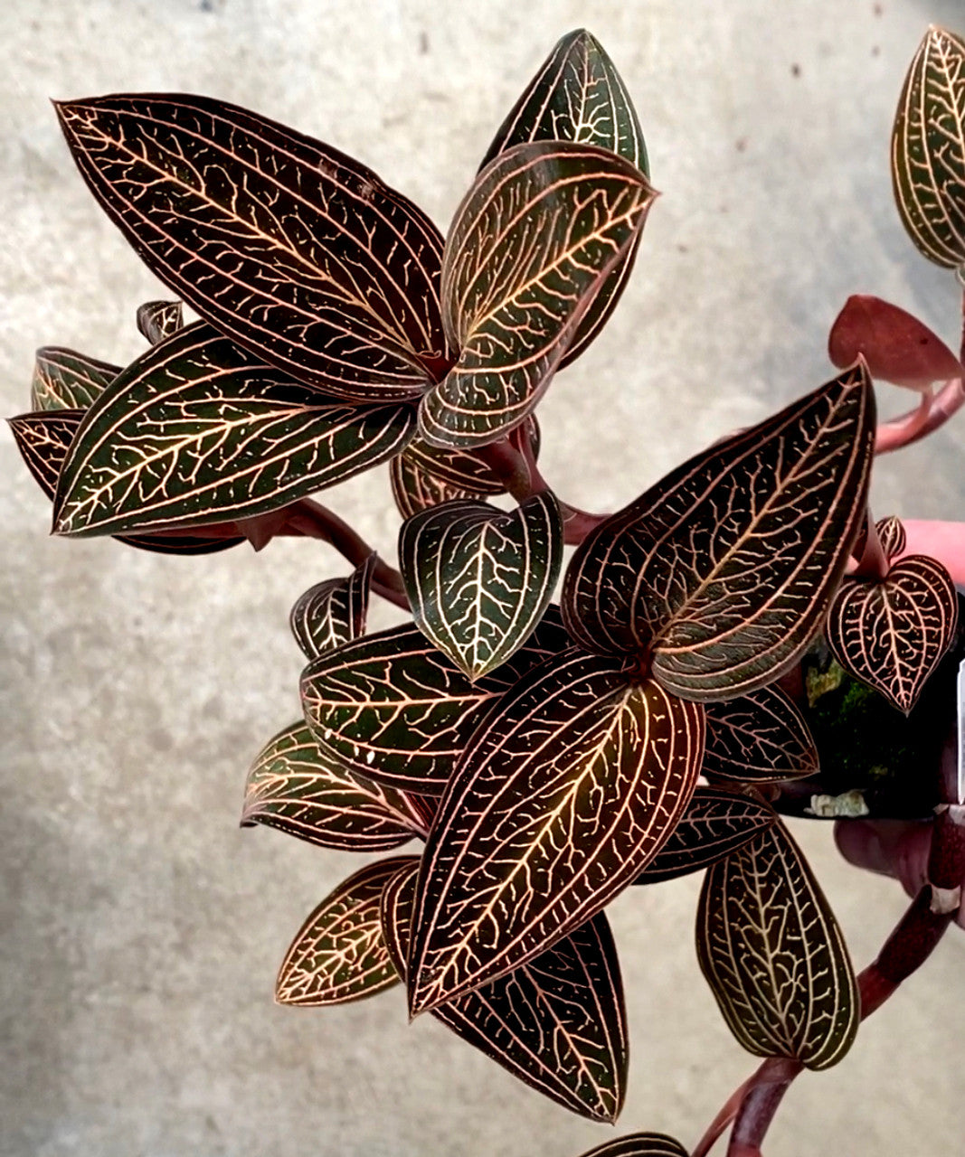 Ludochilus Dominyi x Anoectochilus roxburghii (FLASK/TISSUE CULTURE)