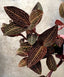Ludochilus Dominyi x Anoectochilus roxburghii (FLASK/TISSUE CULTURE)