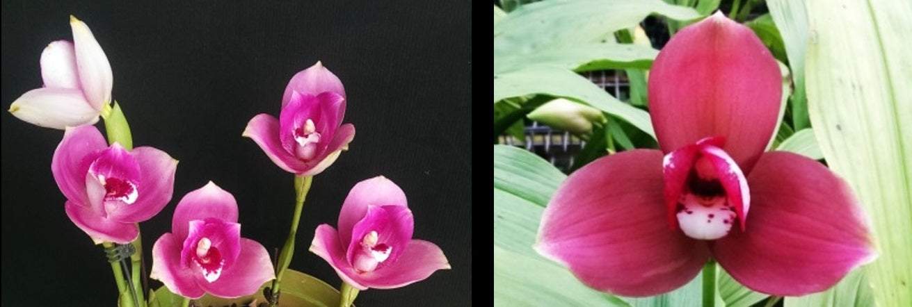 Lycaste (Gyeser Gold x Shonan Harmony) x Kiama '10' FLASK