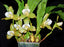 Lycaste Rachel X Luminosa (Fragrant)