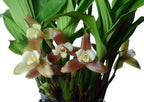 Lycaste Xytriophora ( Species )