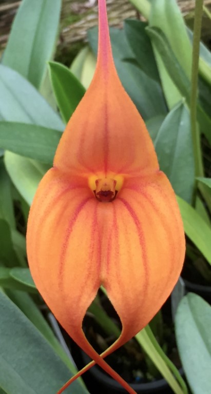 Masdevallia King of Kings