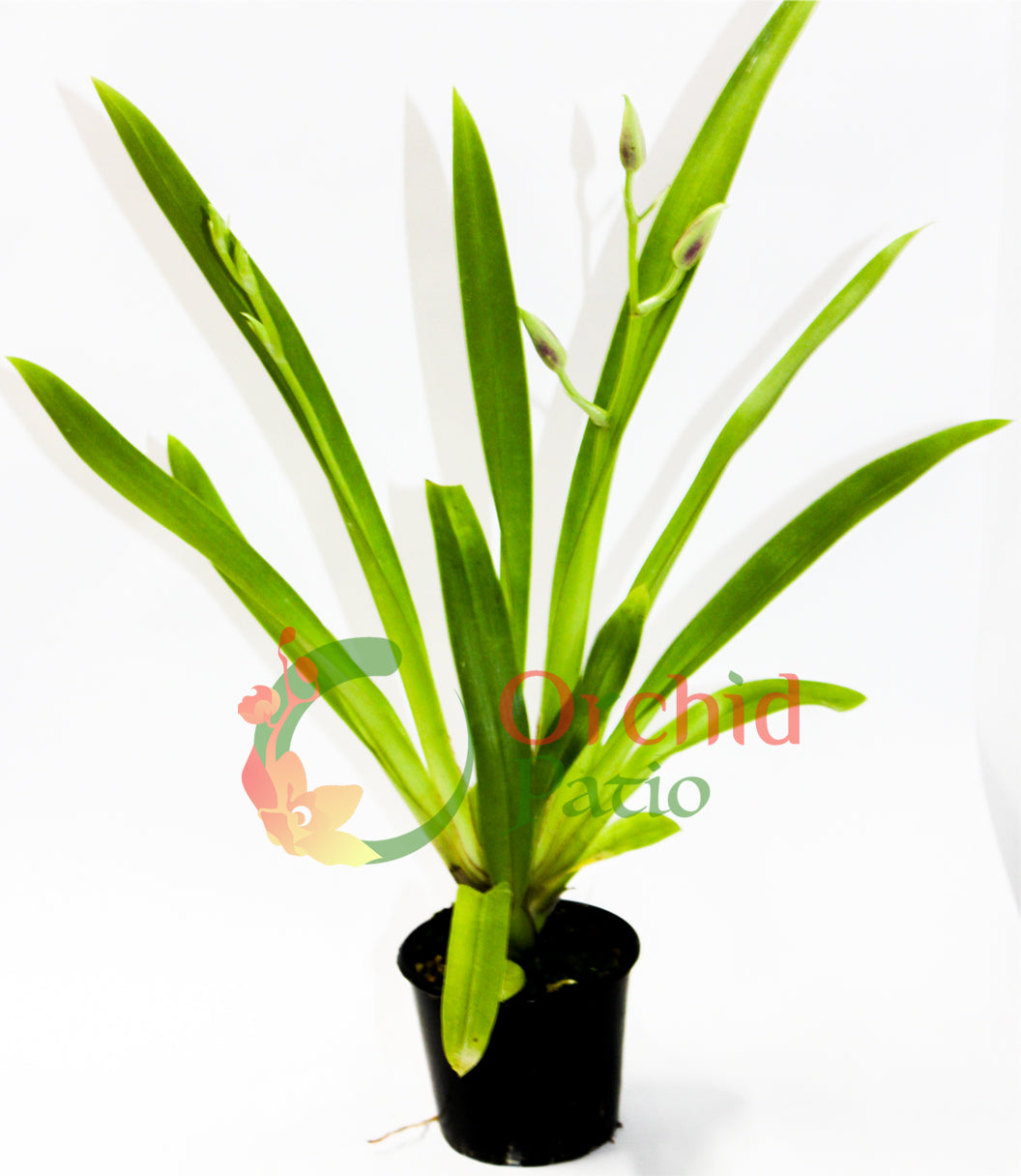 Miltoniopsis Morris Chestnut ‘HOF #6’ Secondary image