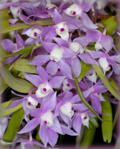 Dendrobium Hercoglossum (Fragrant Species)