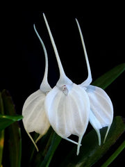 Masdevallia Tovarensis (Rare Variety)