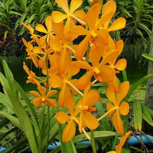 Vanda Mokara Orange (In Spike Now)