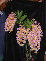 Dendrobium Mousmee ‘Sylvia’ 6N - EXCLUSIVE (Polyploidy)