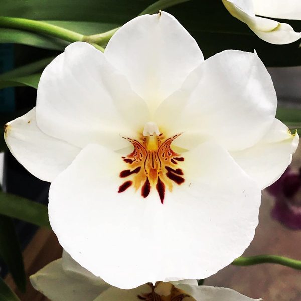 Miltoniopsis Up Country Puna 'Kea'au Star Main image