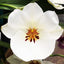 Miltoniopsis Up Country Puna 'Kea'au Star