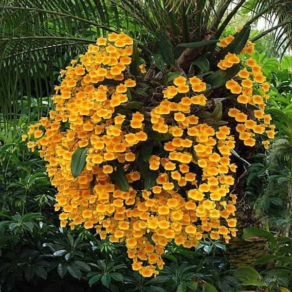 Fragrant Species Dendrobium Aggregatum /Lindleyi Main image