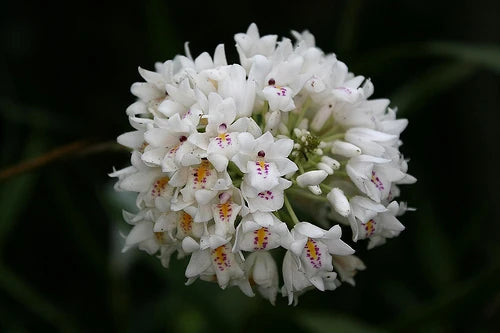 Neobenthamia gracilis Main image