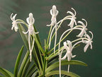 Vanda Falcata X Lion Star ( Fragrant)