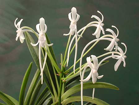 Vanda Falcata X Lion Star ( Fragrant)