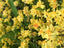 TOP Flask - Onc. Twinkle 'Oro'