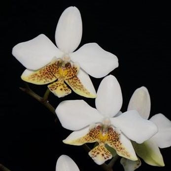 Phalaenopsis Stuartiana  V. Tipo ( Fragrant From Philippines)