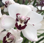 Cymbidium Vanessa Amorosi Elinor X Cym. Flamming Pepper Dural