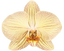 Phalaenopsis Jive (Healthy in 50mm pot)