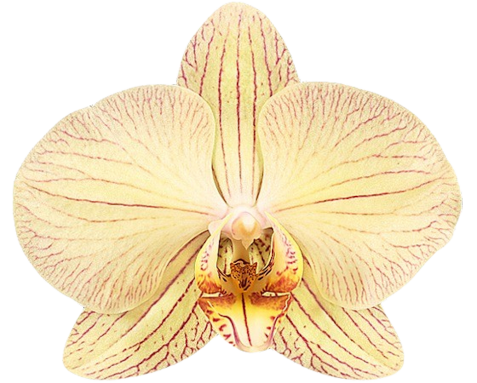 PACK OF 10 MERICLONE PHALAENOPSIS HYBRIDS