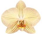 PACK OF 10 MERICLONE PHALAENOPSIS HYBRIDS