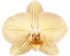 PACK OF 10 MERICLONE PHALAENOPSIS HYBRIDS