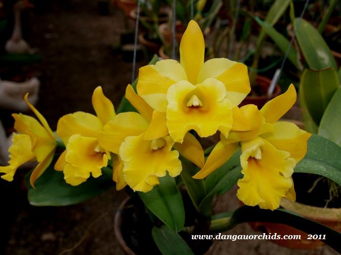 Cattleya Alliance ‘Rlc. Haadyai Delight X Lc. Loog Tone’ Main image