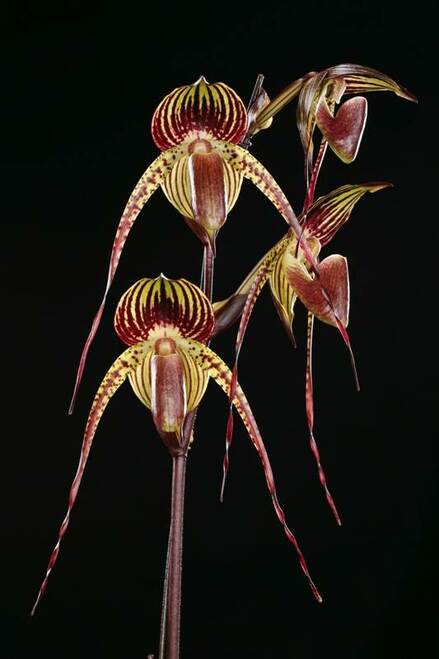 Paph. Sanderiana 'Red Pouch' x Paph. Mem Joan Levy 'Exotic Dancer' (Multifloral Slipper Orchid) Secondary image