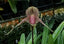 Paph. Gary Romagna x Rothschildianum Night Wish (Multifloral Slipper Orchid)