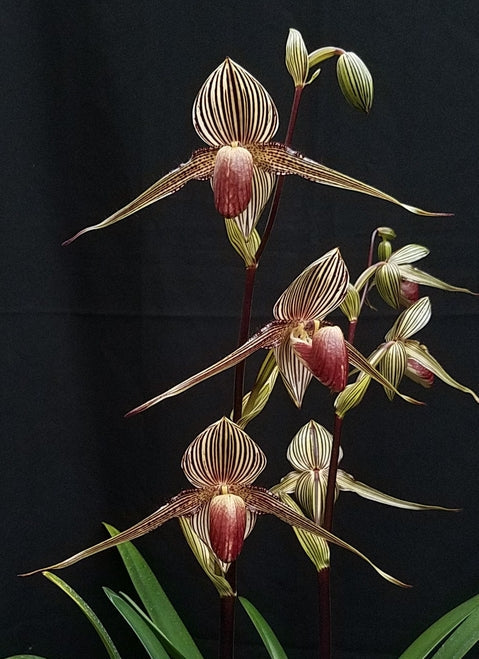 Paph. rothschildianum x sib ( Multifloral ) – The Orchid Patio
