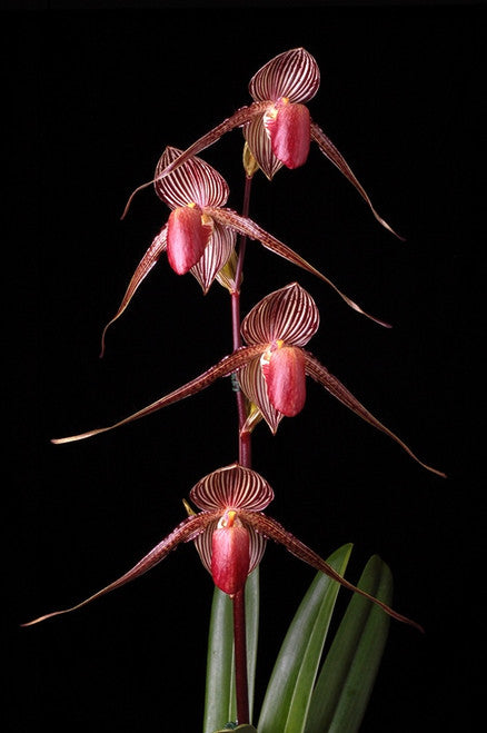 Paph Roth Paph godefroyae 'Red' x Paph rothschildianum 'Red King' (RARE HARD TO ...