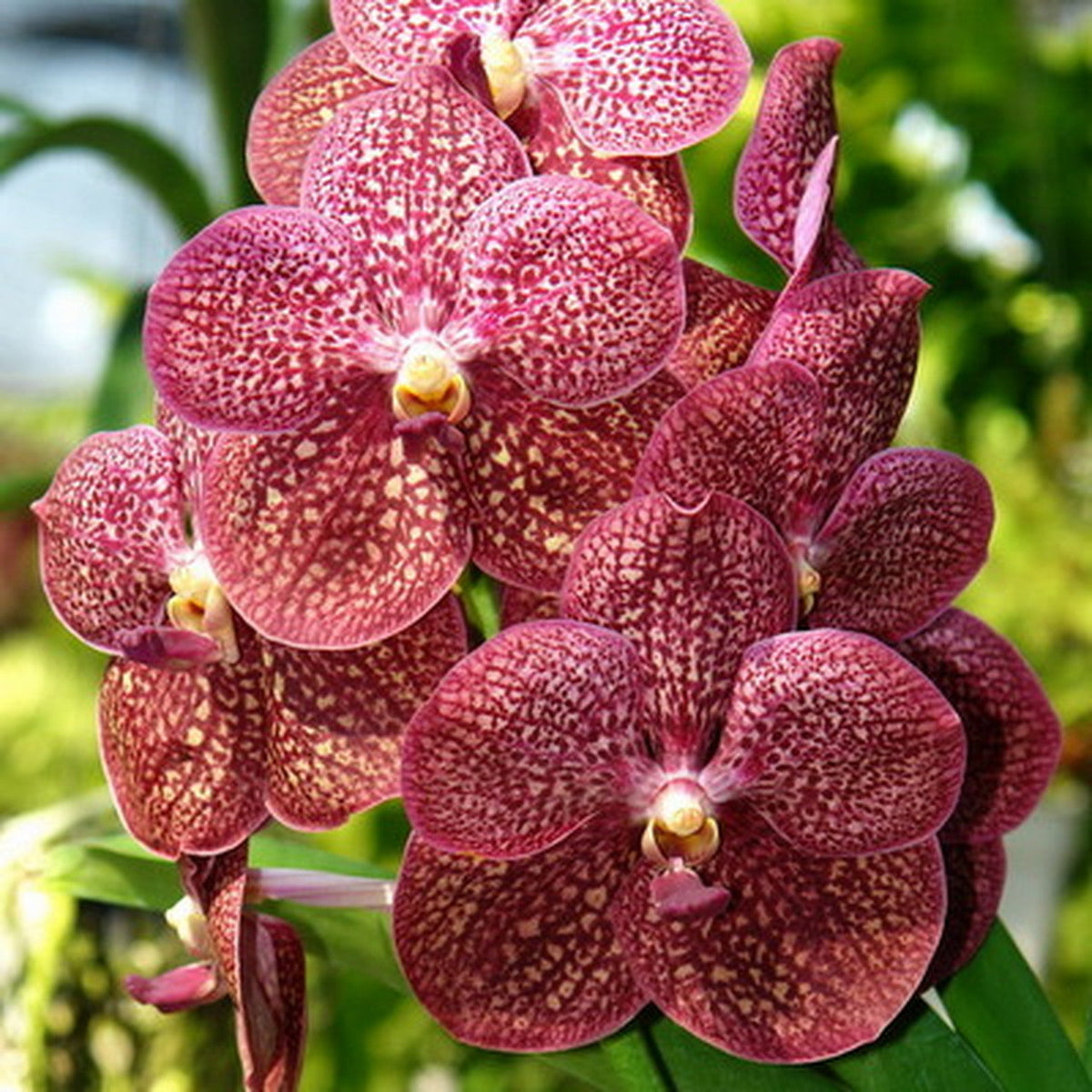 Vanda Pachara Garnet Butterfly (BLOOMING SIZE)