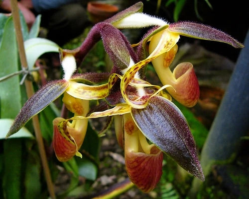 Paph, gigantifolium 'Cheng' x self Main image
