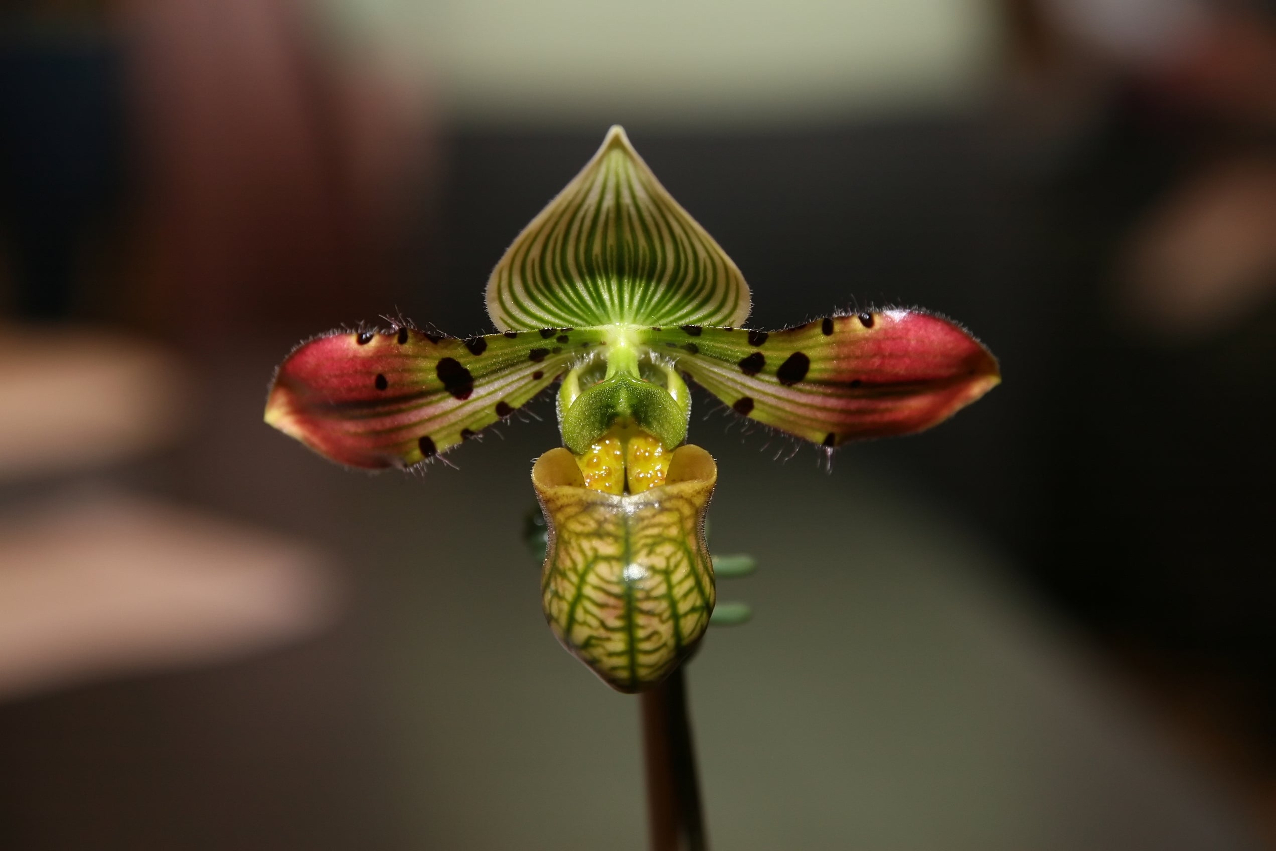 Paph. Venustum X  Sib Huge Spots X Fox Catcher Junior Main image