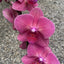 Phalaenopsis Mai Tai