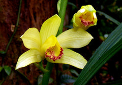 Phaius flavus (Species in 50mm tube)