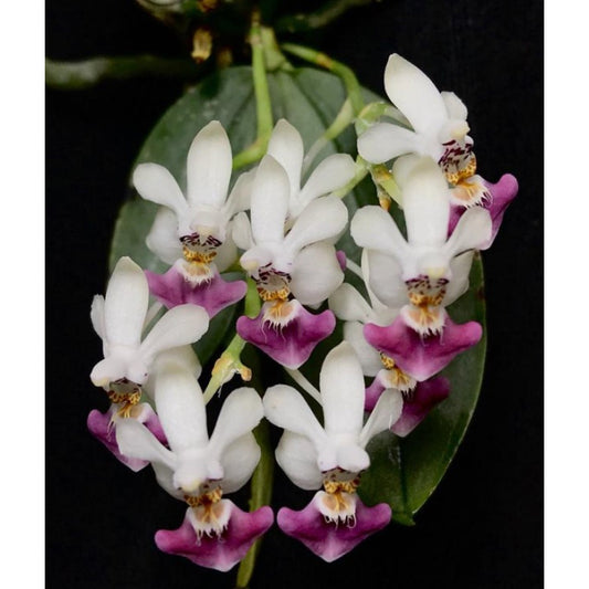 Phalaenopsis Parishii 'Dark Lip' (Miniature Species)