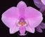 Phalaenopsis  Schilleriana 'Lupaa' (Mottled Leaved)