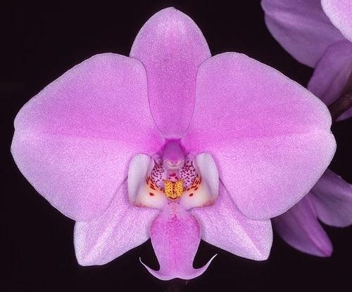 Phalaenopsis  Schilleriana 'Lupaa' (Mottled Leaved)