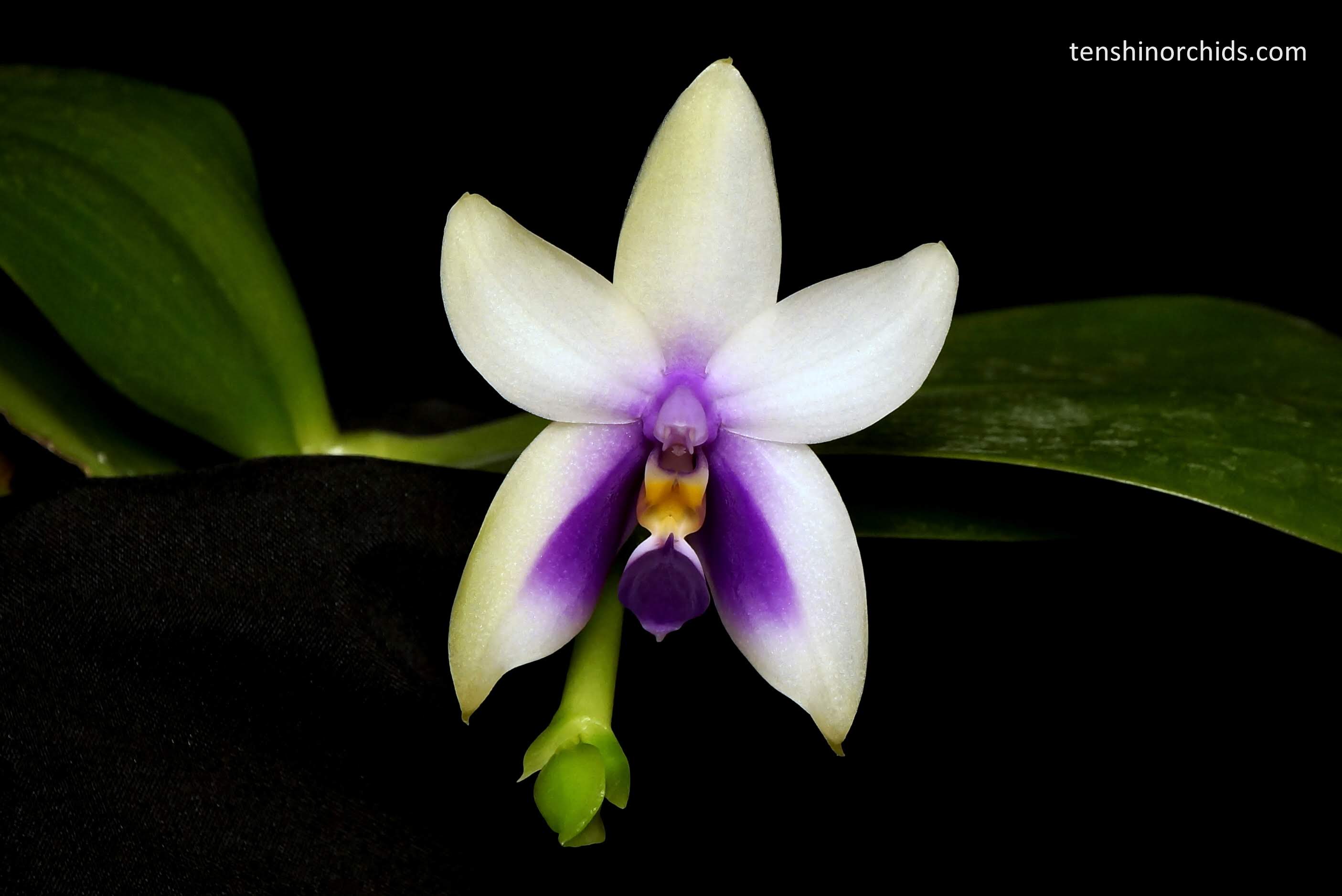 Phalaenopsis bellina f. coerulea (wild Fire Shape x Ten Shin Zero No. 2) FRAGRANT Secondary image