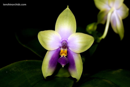 Phalaenopsis bellina f. coerulea (wild Fire Shape x Ten Shin Zero No. 2) FRAGRANT