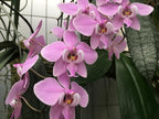 TOP Flask - Phal. schilleriana 'TKB' (Mericlone, Mottled Leaved)