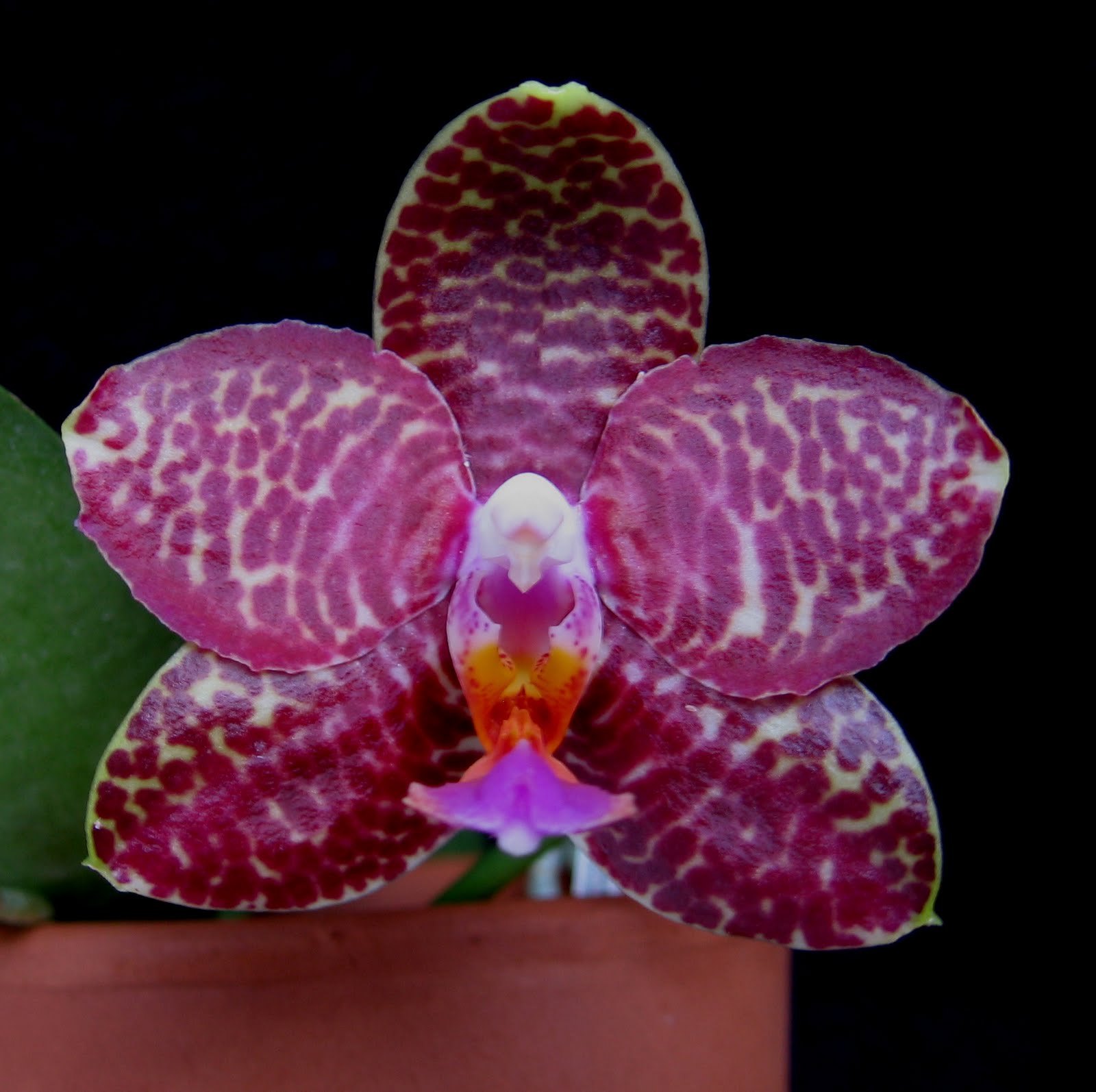 Phalaenopsis Javanica Dark Red (Fragrant Orchid) Main image
